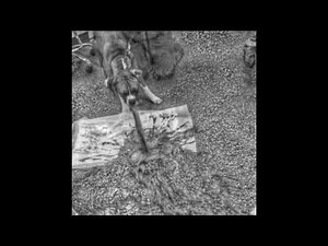 lungskull - elisa (Lyrics)