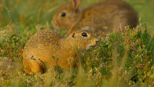European Ground Squirrel in Its Natural Grassland Habitat