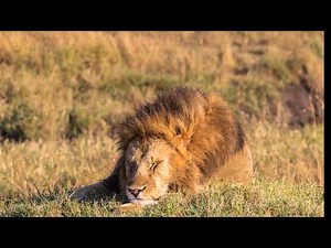 What a lion snore sounds like! Loud Lion Snoring Sound