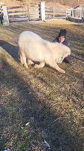 Snoopy und die Zirkuslektionen 😂🥰 Ist wieder ein wenig lang geworden, aber er kann halt schon viel 🥰😅 | Crazy Showhorses