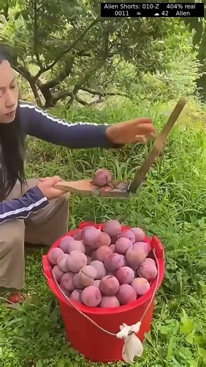 Gage Plum Taste Test