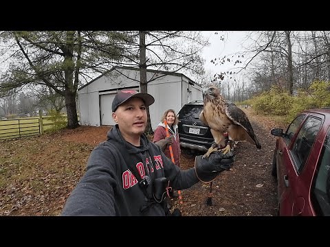 These Hawks Are FAST! But So Are Their Prey! (Hunting Rabbits with Red-Tailed Hawks)