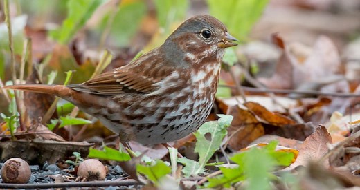 Fox Sparrow Identification, All About Birds, Cornell Lab of Ornithology
