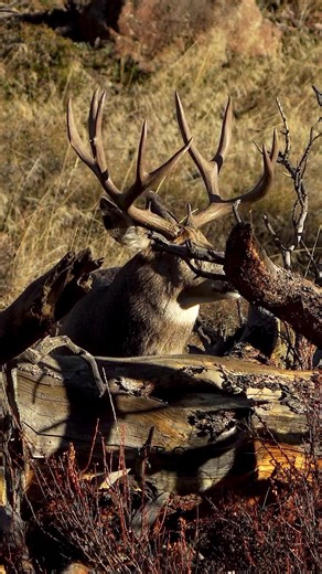 A true, mountain monster muley! Incredible mass on this giant buck. www.GoodBullGuided.com #photography #wildlife #nature #colorado #reels #goodbull #muledeer | Good Bull Outdoors