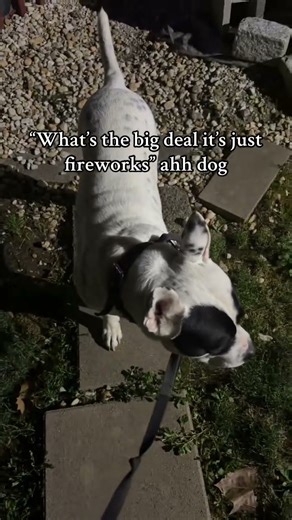 Panda the Confused Amid Fireworks #4thofjuly #fireworks