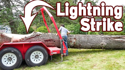 Picking up a lightning-struck walnut