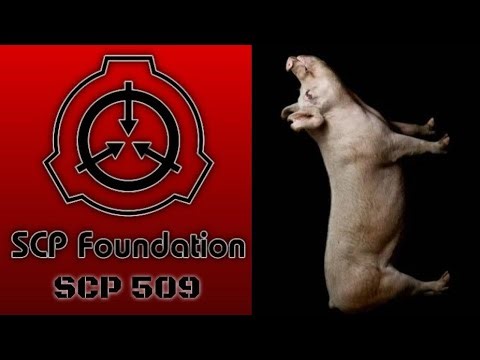 A Cat Reads || SCP Articles || SCP-509 - Men Are Pigs