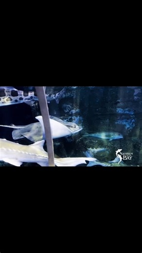 11 reactions | Meet the Bat Ray! Bat Rays swim gracefully through...