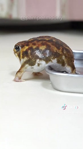 Exploring the World of Common Rain Frogs