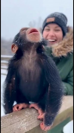 13K views · 582 reactions | Cute Baby chimpanzee wanna eat snow  #animals #gorilla #chimpanzee #orangutans | Hoyija | Facebook