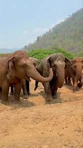 Elephants have an extraordinary ability to perceive vibrations through their feet—far more acutely than they can see.🐘 Since the earthquake on the 28th, we have been closely observing the behavior of each group of elephants at Elephant Nature Park (ENP) to understand how they react to the aftershocks that followed the major earthquake in Chiang Mai Province. More than two hundred aftershocks have occurred since the initial quake. While humans may occasionally feel tremors of magnitude 1-4—somet
