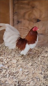 Fawn Red Sport OEGB | Rancho Del Judas