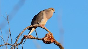 31K views · 4.3K reactions | Mourning dove calling (Zenaida macroura) Greater Antilles, Mexico, United States, Canada, Atlantic, Bermuda. | BIRDS & Nature | Facebook