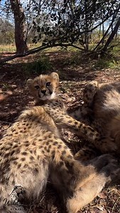 Raising the future of the wild - one paw at a time. These cheetah cubs, born in human care, are part of a crucial conservation effort. With fewer than 7500 cheetahs left in the wild, every life counts. Their mom is doing what mothers do best - teaching, nurturing and preparing them for a life beyond fences. The goal? A safe return to protected wilderness, where they can live, hunt and one day, raise cubs of their own. Because conservation isn’t just about saving a species. It’s about giving them