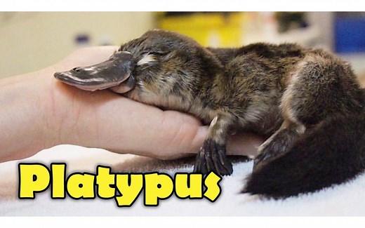 What Is A Platypus？ 10 Facts about the Platypus!