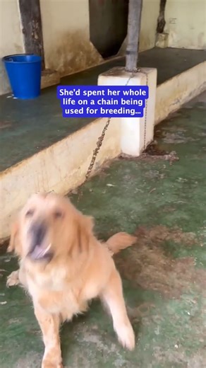 Do dogs have bucket lists? We think they do. And we think they look a bit like this: 🤗 Hanging out with your favorite people 🙌🏽 Spending time with your new best friend ⛱️ Running on beautiful sand 🌊 Swimming in the sea 🍗 A whole rotisserie chicken And the best news ever... that you have a new home lined up 🏠 Taylor got to tick everything off her bucket list today. And she found out that her forever home has been found. She's going to Bangkok, meaning she doesn't to travel far and she doesn