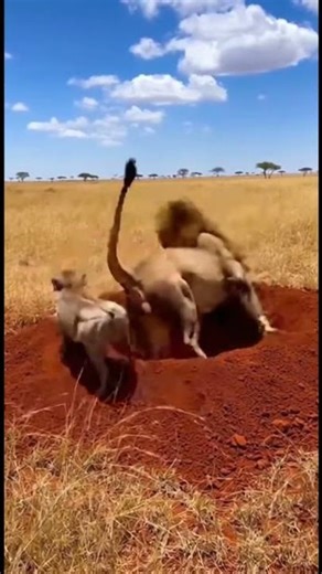 WARTHOG VS LION 🦁 FUNNY MOMENTS 😂 #animalshorts #lion #lionfunny