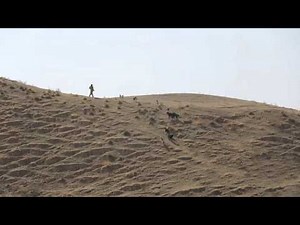 A fight between tajik shepherd dogs knocked off by old shepherd.