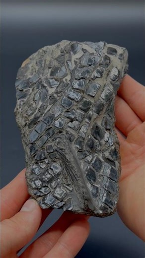 Here’s A Partial Fish fossil that was found many years ago! It’s roughly 180 Million years old! 🐊⚒️