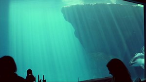 BABY DOLPHIN ALERT! Shedd Aquarium in Chicago announced the arrival of a two-week-old calf, and says the baby boy is thriving along with the help of first time mother Katrl! #TooCute STORY: http://www.fox35orlando.com/fast-five/139221779-story COURTESY: Sam Cejtin, Shedd Aquarium | FOX 35 Orlando