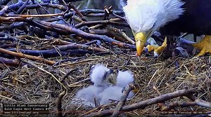 We have some great news to report. The third eagle, LM3, successfully hatched this morning at the Little Miami Conservancy Bald Eagle Nest located in Miami, Ohio. They now have 3 eaglets in the nest! Come watch the new eaglet live here: https://pixcams.com/lmc-bald-eagle-nest/ | PixCams