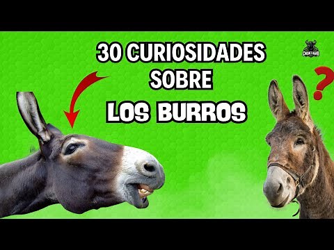 30 Curiosidades sobre los Burros que No Conocías
