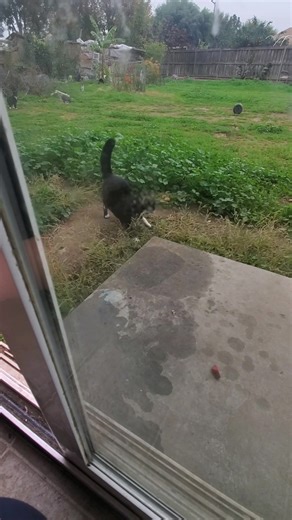 Feeding strange cats | Peace Wurld