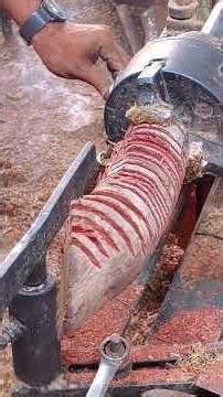 Golden Ember Spindle