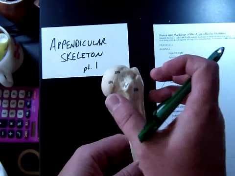 Appendicular Skeleton Part 1