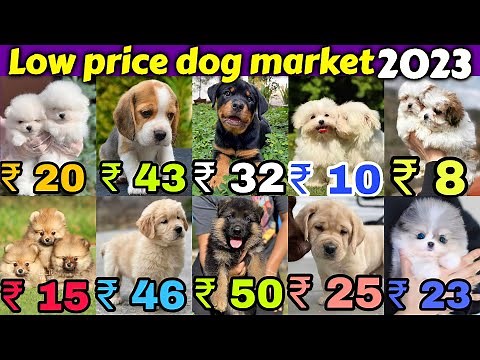 ₹10, ₹20, ₹50 Cheapest Dog Market in India! 🐶+ Free Home Delivery 🏡🚚 Lab,Gsd,Pom,Rott,husky,pug