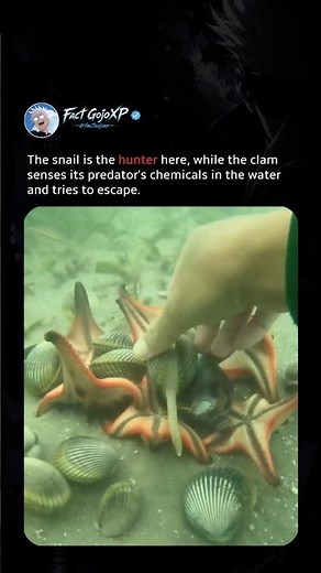 These clams are running for their lives 💀