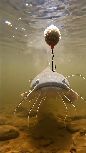 🤯 CRAZY Fish BITE! 🎣 Bait 101 - You WON'T Believe What Happened! 🐟