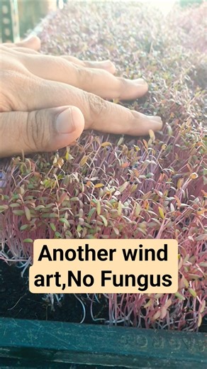 Red amaranthus Microgreens