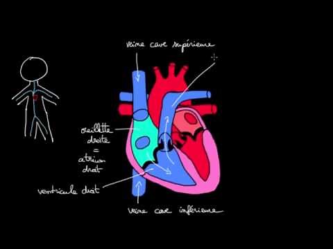 Blood circulation in the heart