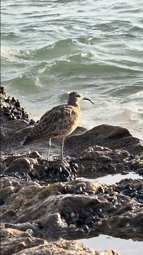 “This Bird’s Beak Is INSANE 😲 | Long-Billed Curlew Hunting by the Ocean 🌊🐦”