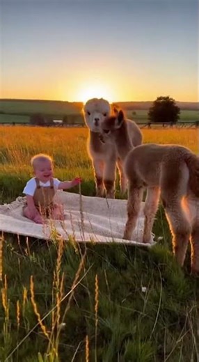 Drone Captures Baby's First Alpaca Meeting in Golden Hour Magic
