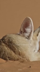 37 reactions | Fennec Foxes, thriving in the harsh dunes of the Sahara, boast remarkable adaptations like fur-coated feet for navigating hot sand and adorably oversized ears for heat dissipation. These unique traits not only make them captivating but also key players in their desert ecosystems. #fennec #fennecfox #animalshorts #desert #mammals #animals #animalfacts #nature #naturelovers #naturefacts #wildlife | Critters On Demand | Facebook