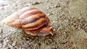 Big Roman snail (Helix pomatia) walking over concrete ground covered in moss, close-up, macro shot