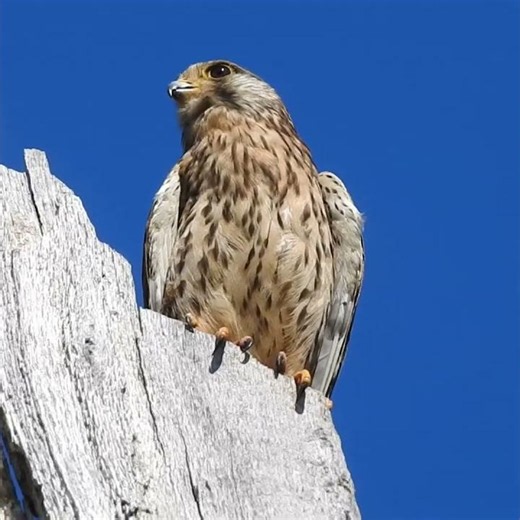 Why Is This Kestrel Watching the Jackdaws? 👀🦅
