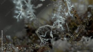 A skeleton shrimp sits on the bottom of a tropical sea among hydroids and algae, holding onto them with its hind limbs.