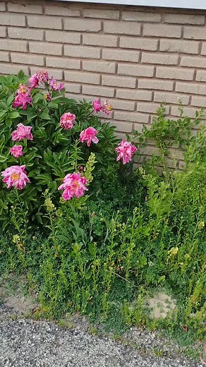 Georgiann Lee on TikTok