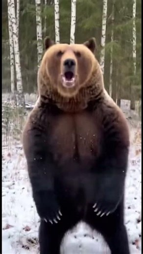 Roaring Brown Bear Charges Hunter in Snowy Forest! Dogs vs Bear #wildlifeentertainment #wildlife