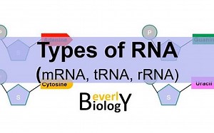 Types of RNA: (mRNA, tRNA, rRNA) - RNA分类