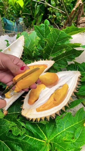 Buah Lay #viralvideo
