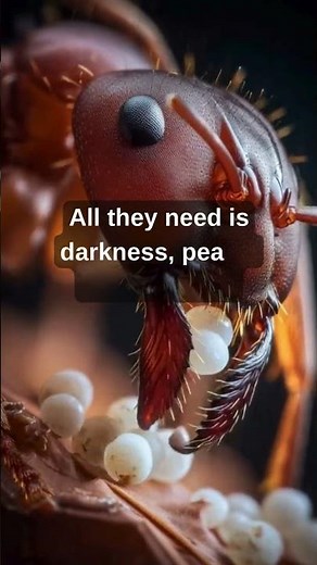 Beginner Mistake Queen Ant Not Laying Eggs 🐜 🐜