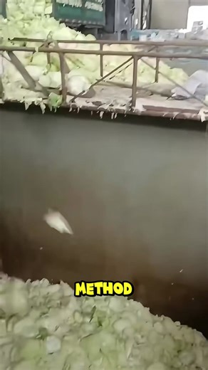 This isn’t food waste—it’s food processing. #FoodProcessing #Fermentation #TraditionalFoods #fblifestyle | Metzgerei Ogunquit Studio