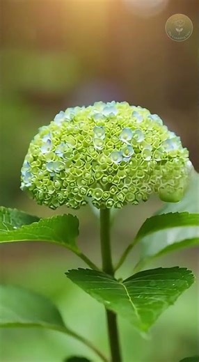Magical Blue Hydrangea Blooming Time-Lapse Flower Cluster #hydrangea #blueflowers #growth #fruit