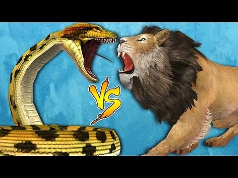 Lion Vs Python | Lion Catches Great Python | Extremely Dangerous Animals Fight In Jungle