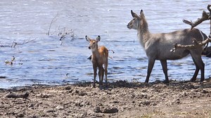 Watch as this adorable baby Waterbuck has a blast in Kruger National Park, South Africa. #nature #amazing #animals #wildlife #safari | Wildest Kruger Sightings