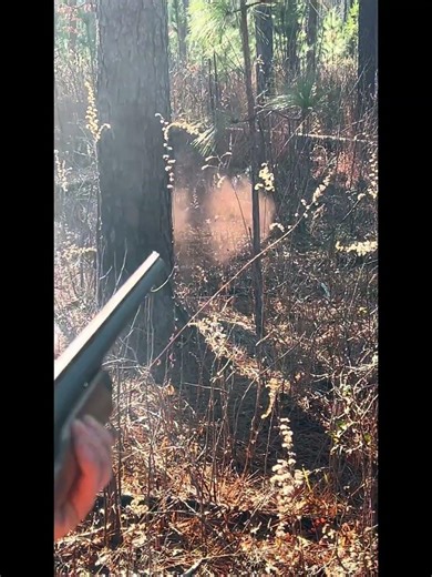 Rabbit hunting #hunting #beagle #rabbit #doghunting #shooting #hunt #shotgun #dogs ##rabbits #dog